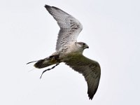 Ger- und Sakerfalke 035